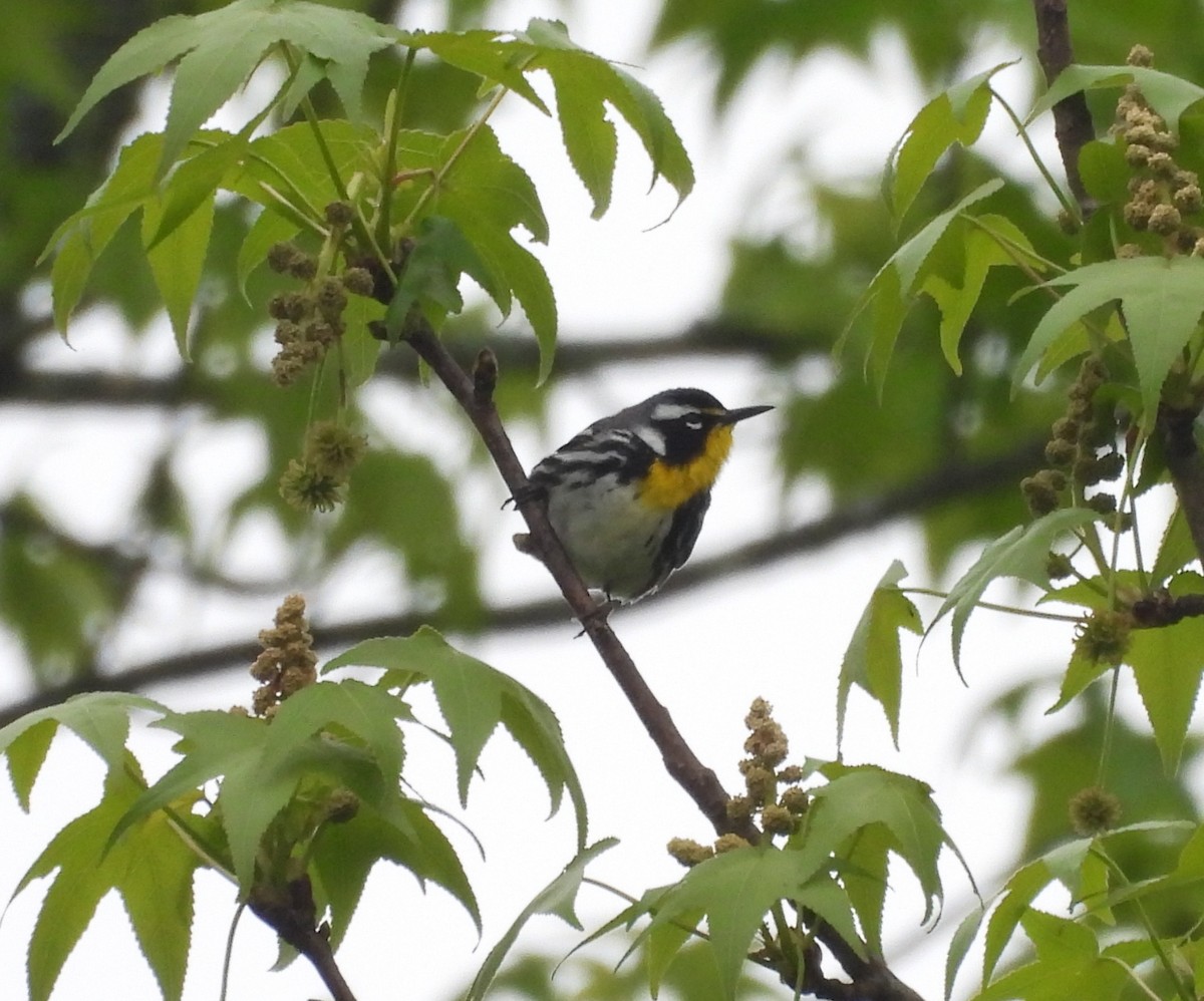 Yellow-throated Warbler - ML633589384