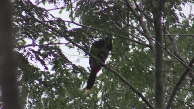 Toucanet à bec tacheté - ML633589418