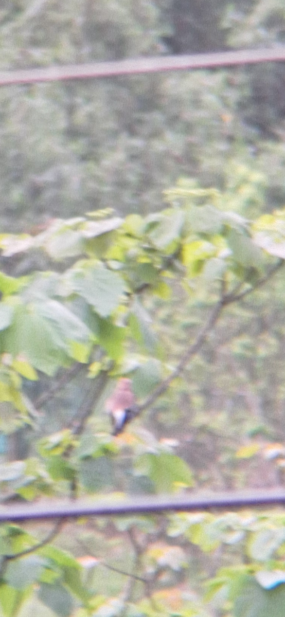 Eurasian Jay - ML633589504