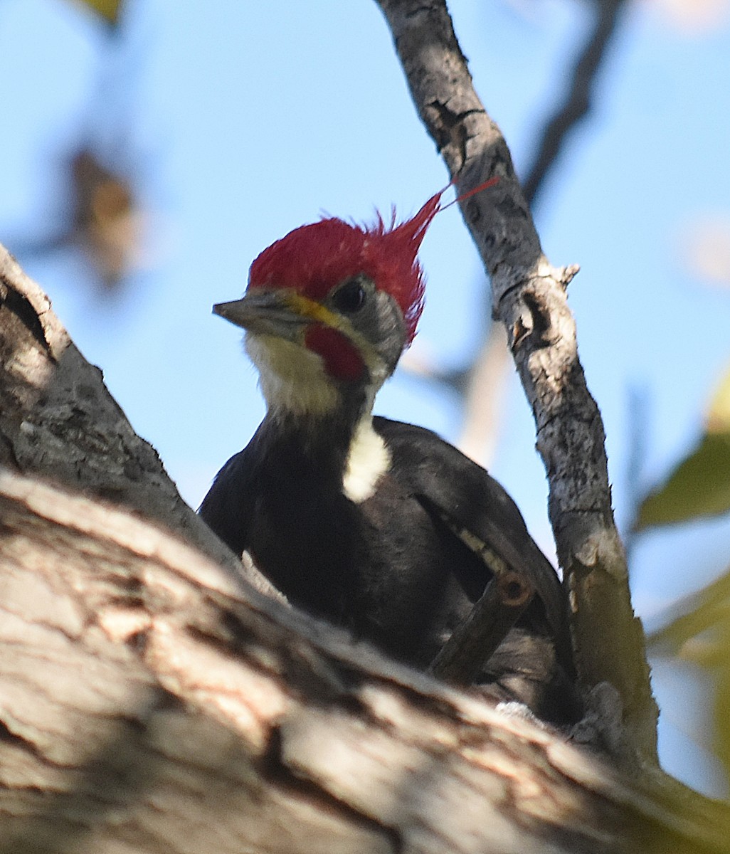 Black-bodied Woodpecker - ML633589583