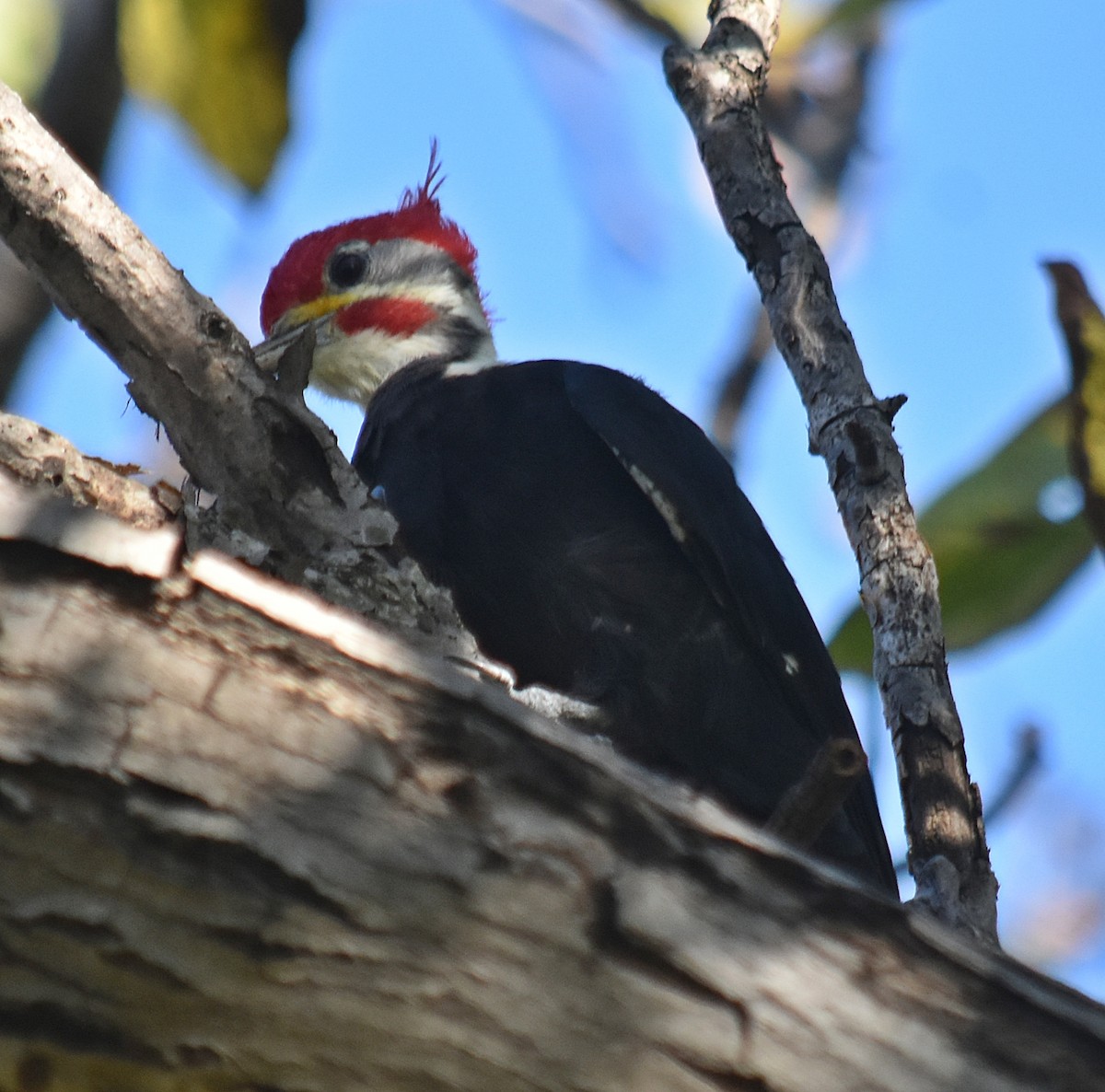 Black-bodied Woodpecker - ML633589584