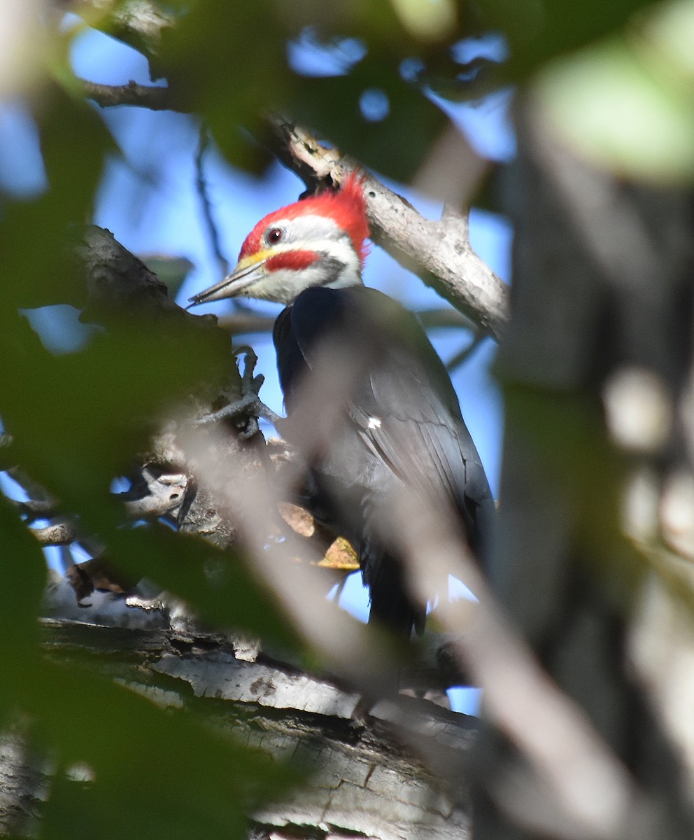 Black-bodied Woodpecker - ML633589585