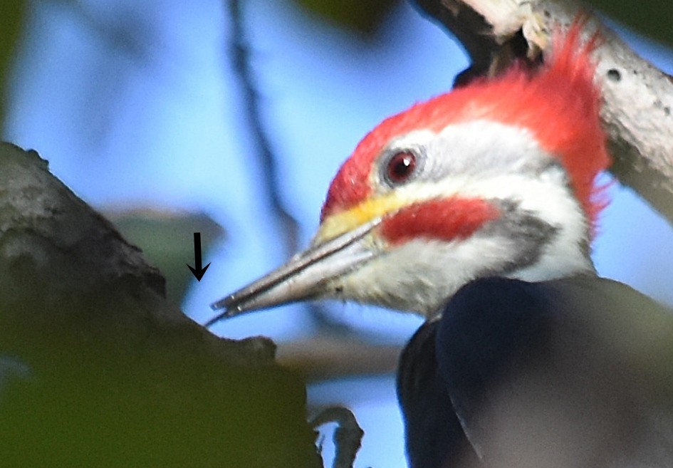 Black-bodied Woodpecker - ML633589587