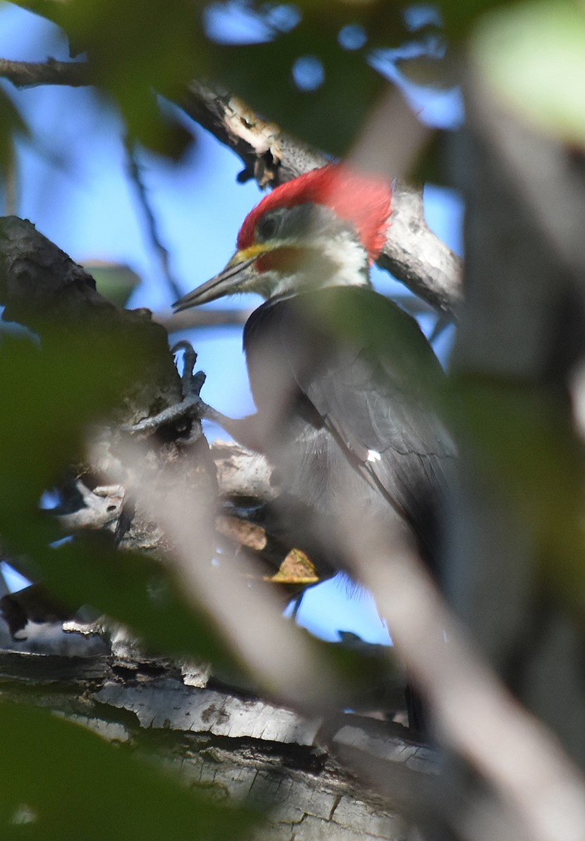 Black-bodied Woodpecker - ML633589588