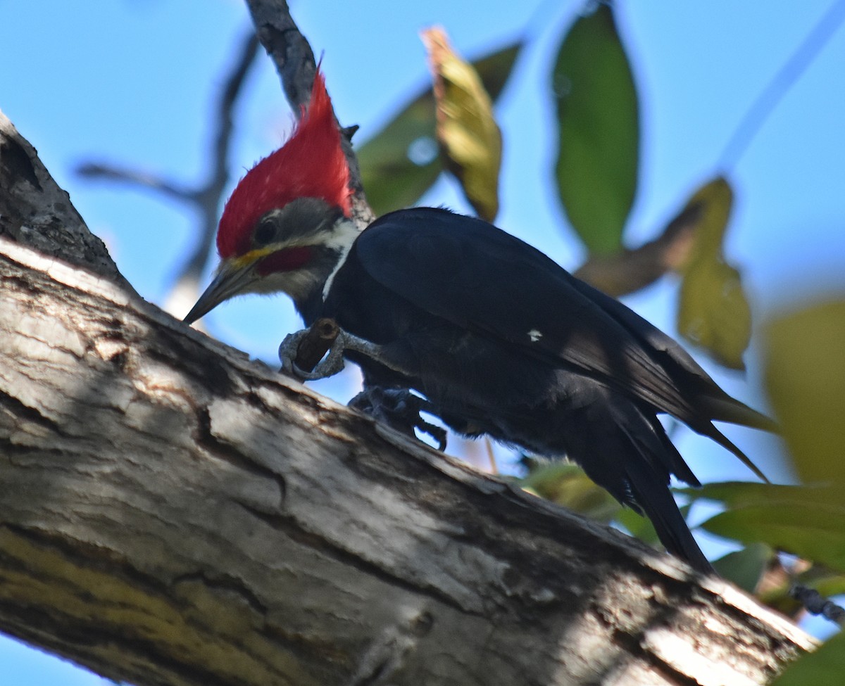 Black-bodied Woodpecker - ML633589589