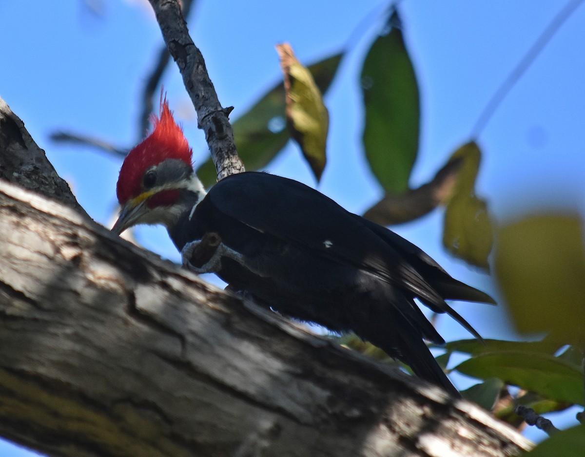 Black-bodied Woodpecker - ML633589590
