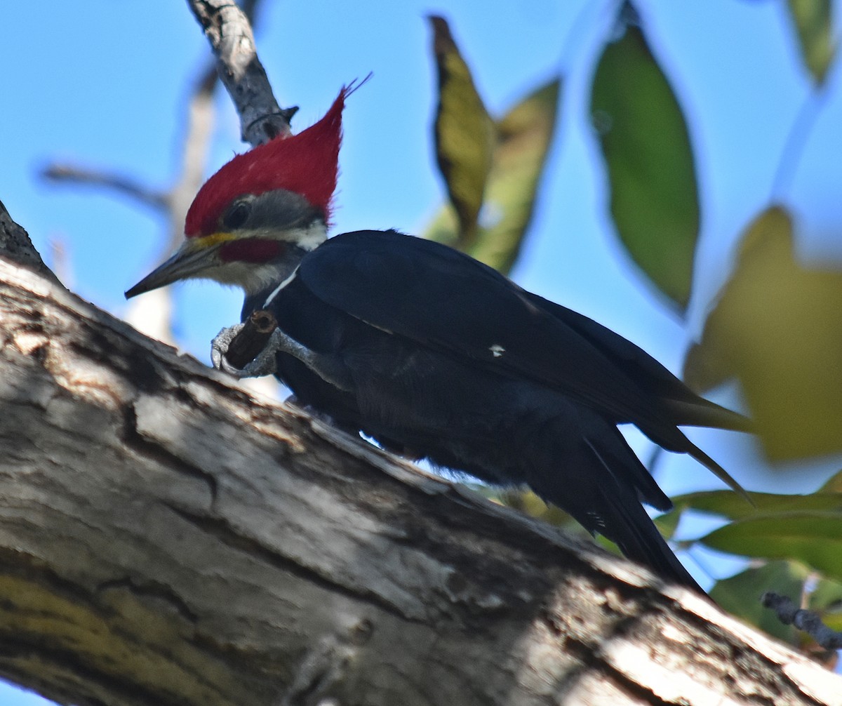 Black-bodied Woodpecker - ML633589593