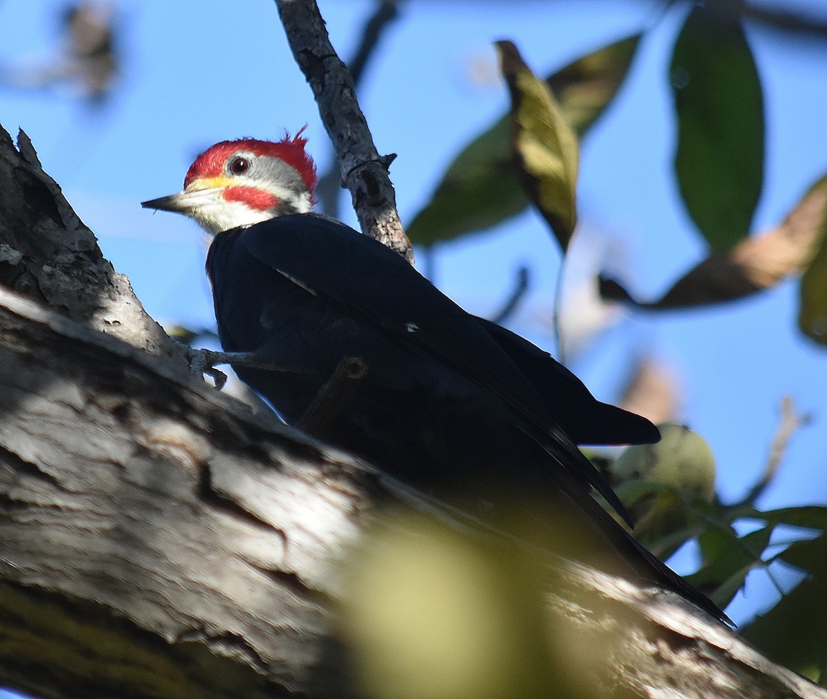 Black-bodied Woodpecker - ML633589594