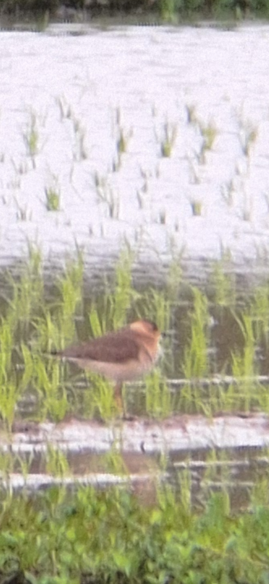 Oriental Plover - ML633589597