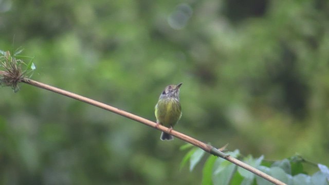 Eared Pygmy-Tyrant - ML633590338