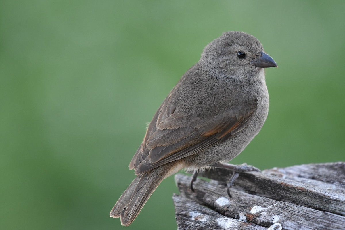 Barbados Bullfinch - ML633590345
