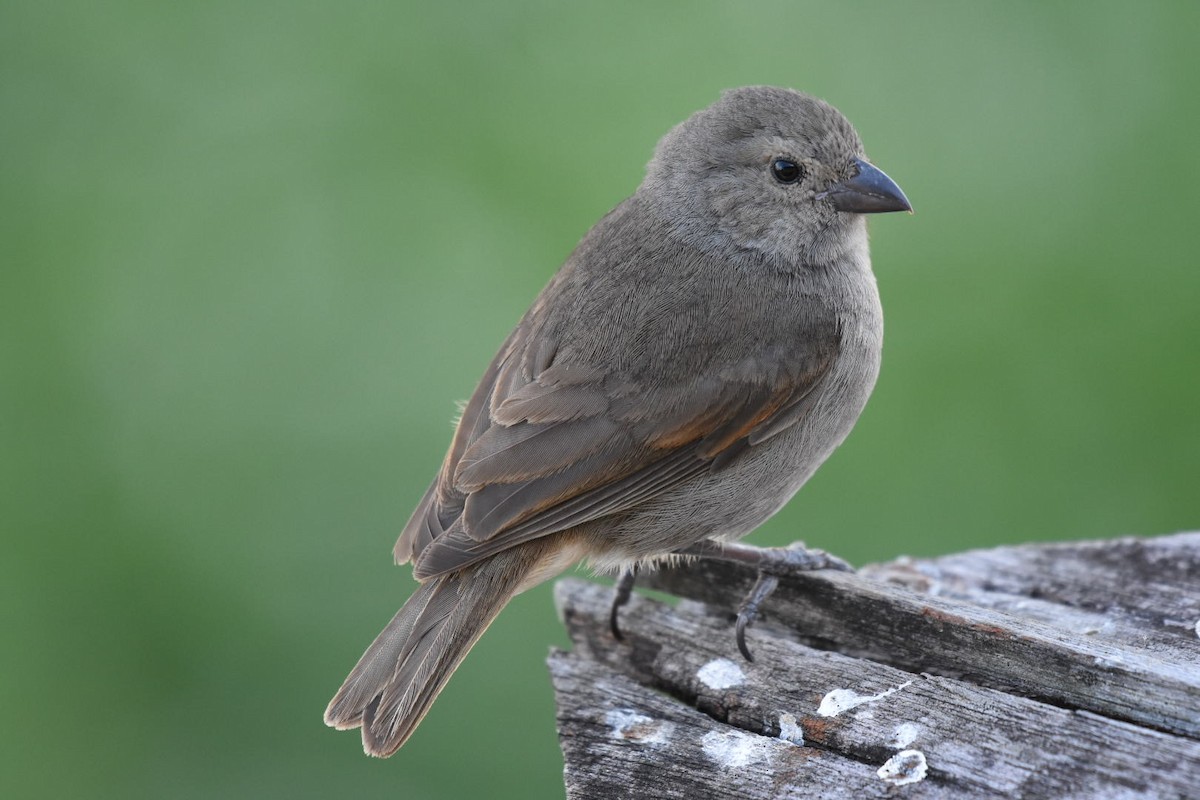 Barbados Bullfinch - ML633590347