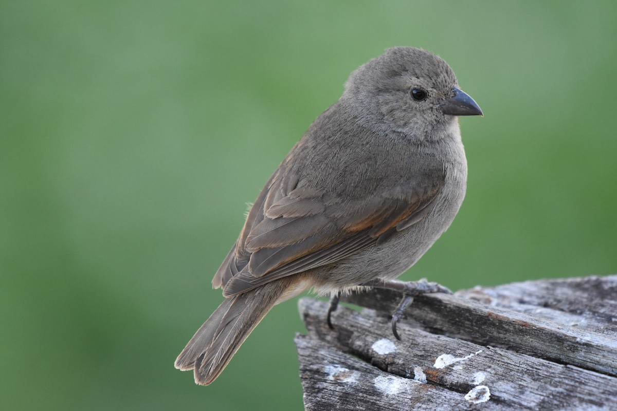 Barbados Bullfinch - ML633590348