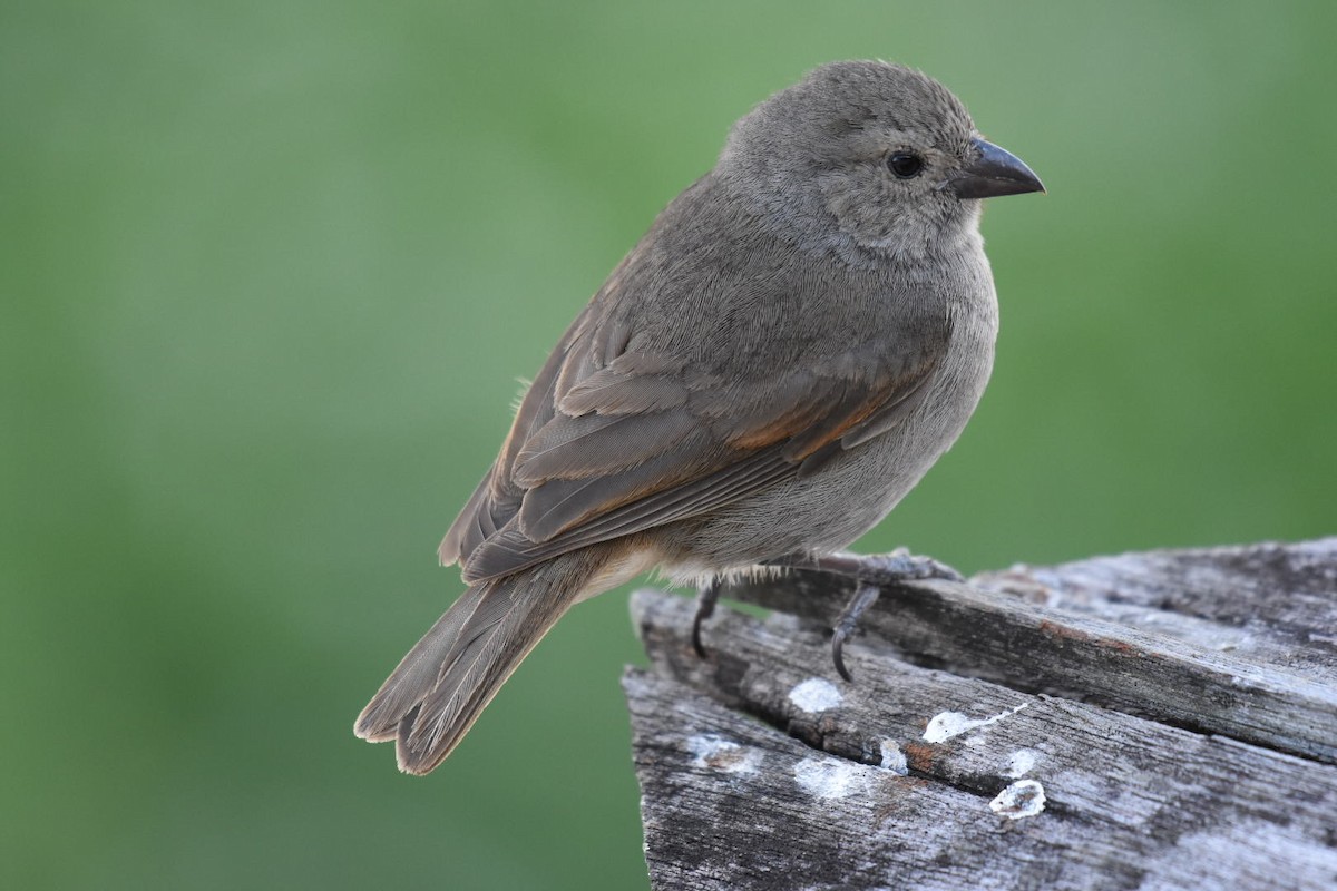 Barbados Bullfinch - ML633590349