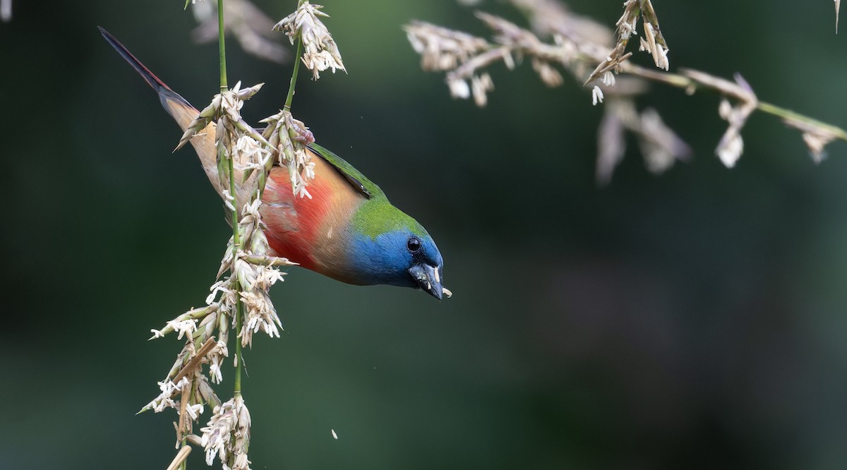 Pin-tailed Parrotfinch - ML633590352