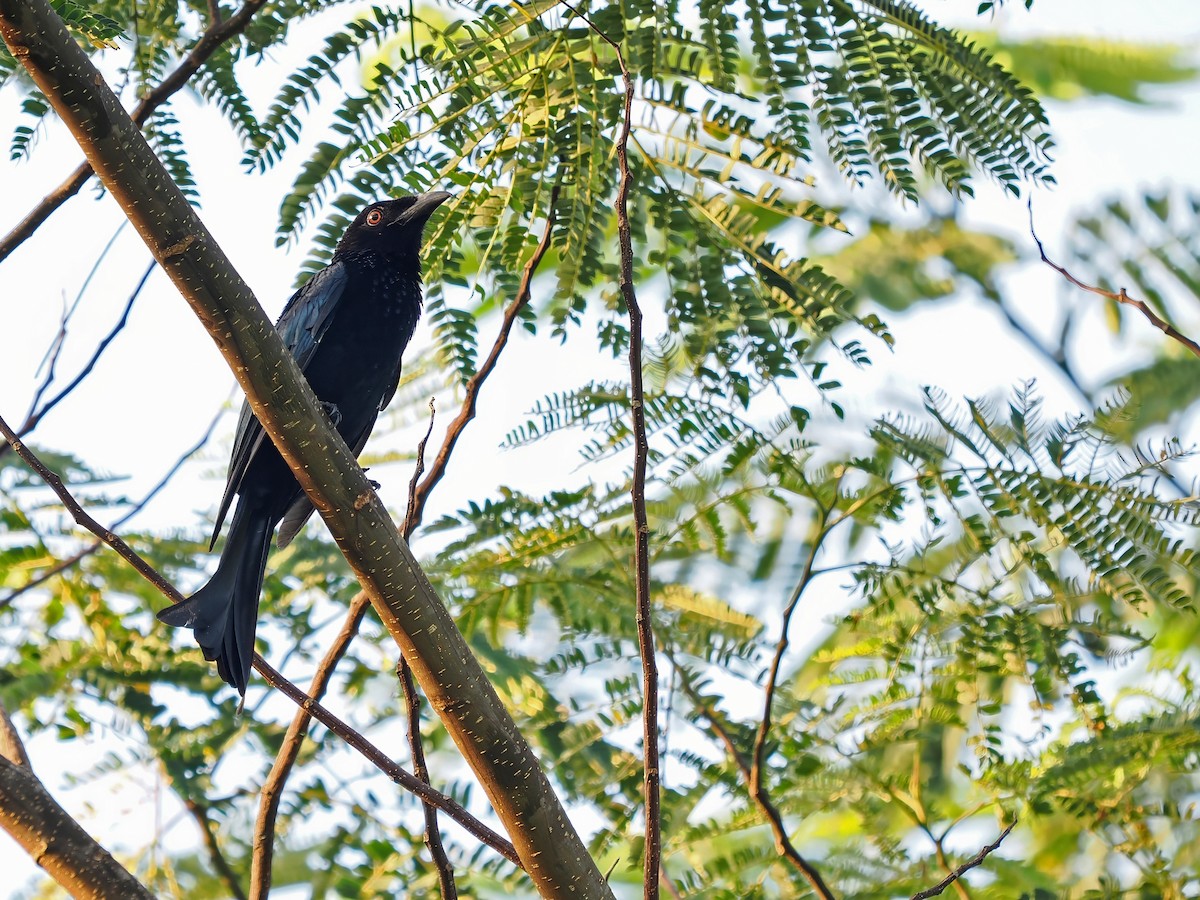 Hair-crested Drongo (Obi) - ML633590364