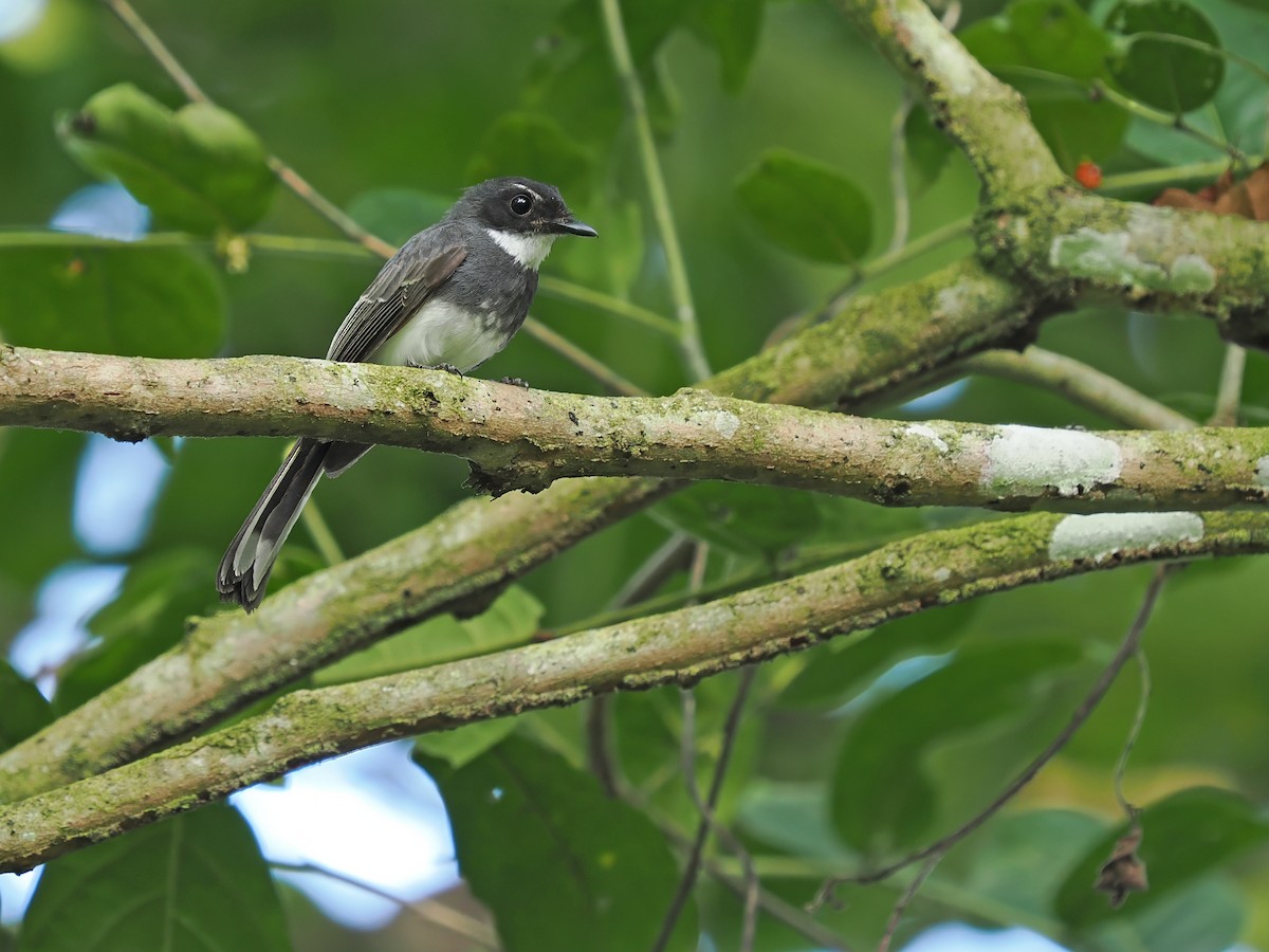 Northern Fantail (Obi) - ML633590376