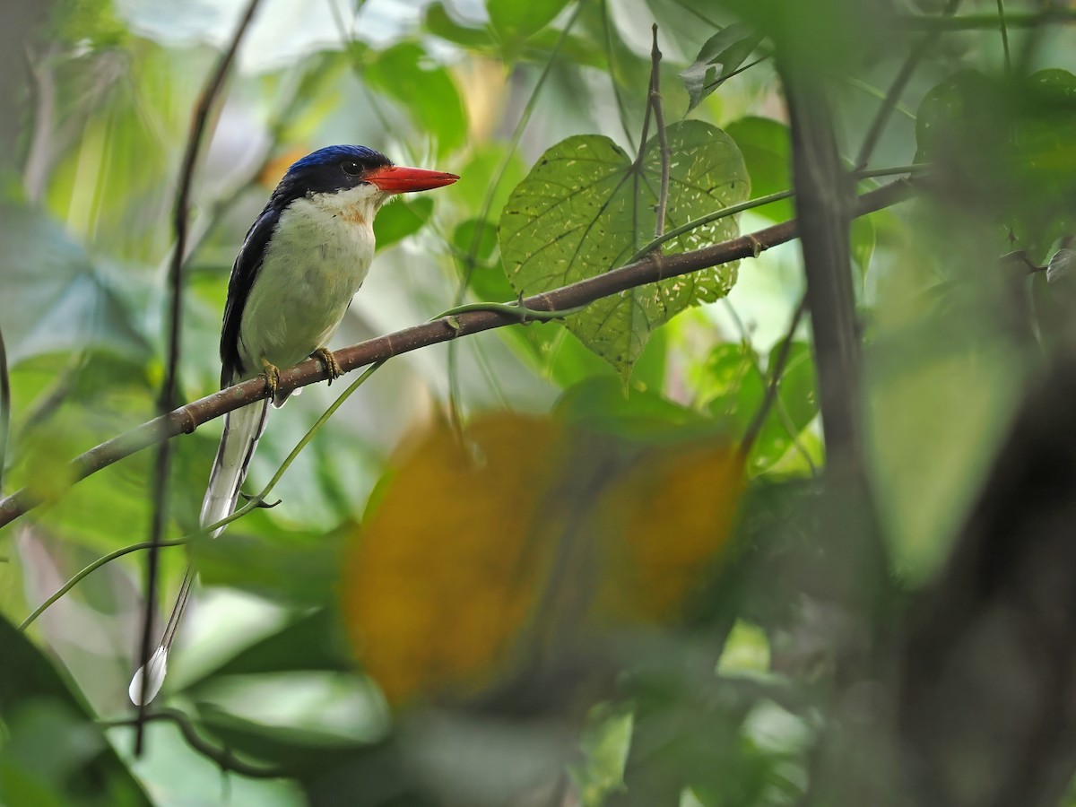Common Paradise-Kingfisher (Common) - ML633590394