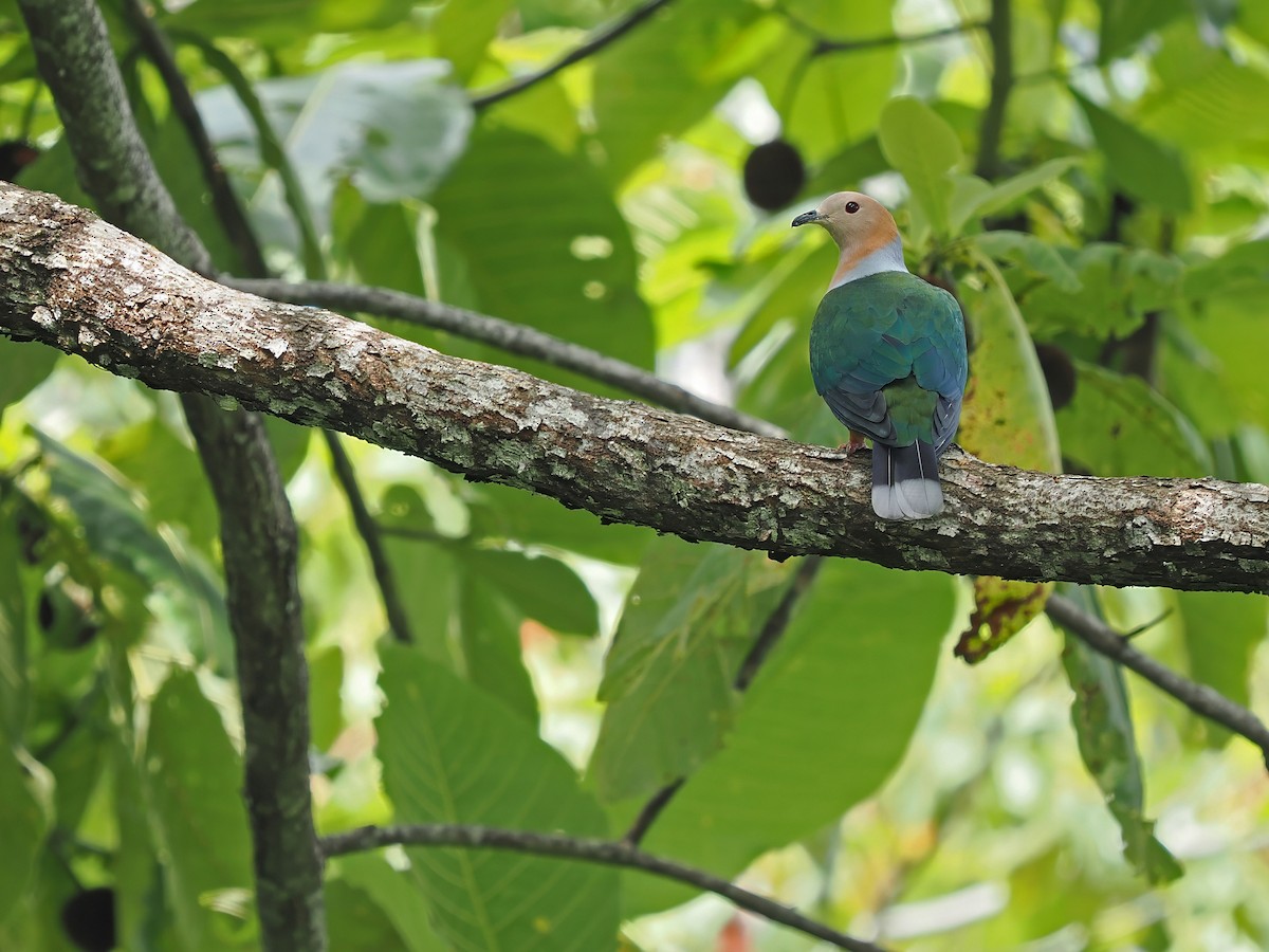 Cinnamon-bellied Imperial-Pigeon (Golden-naped) - ML633590403