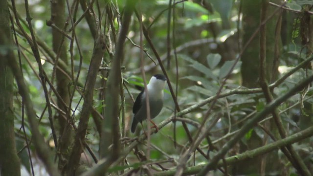 White-bearded Manakin - ML633590485
