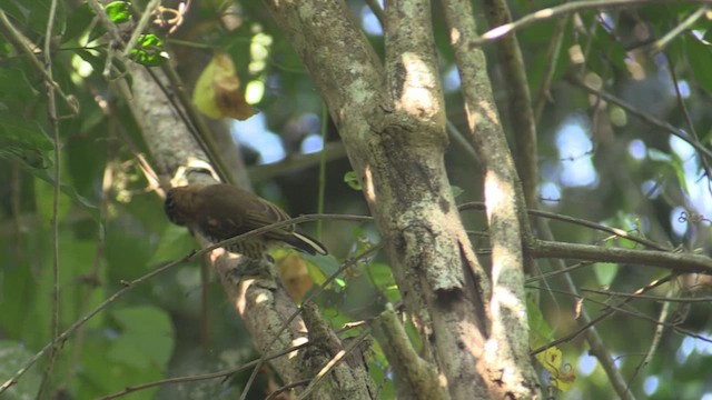 Ochre-collared Piculet - ML633590678