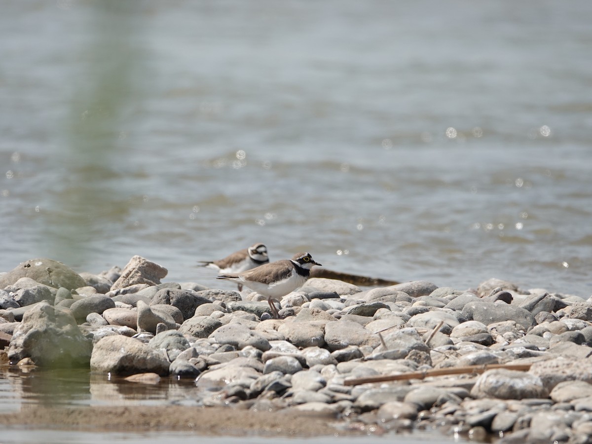 Little Ringed Plover - ML633590725
