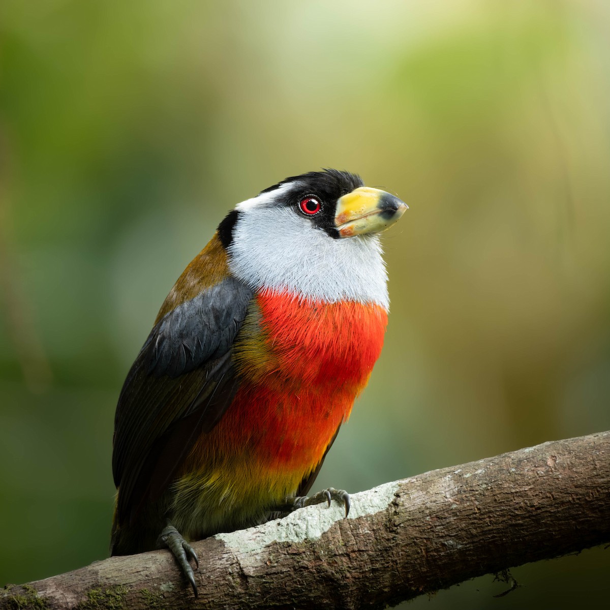 Toucan Barbet - ML633590757