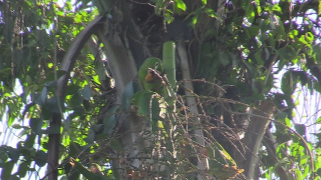 White-eyed Parakeet - ML633590860