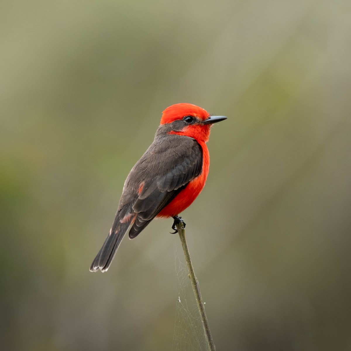 Vermilion Flycatcher - ML633590913