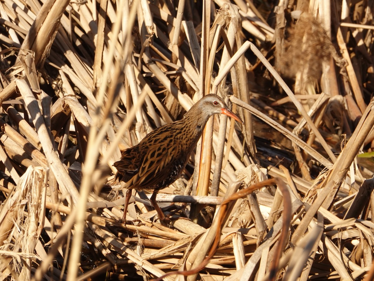 Brown-cheeked Rail - ML633590947