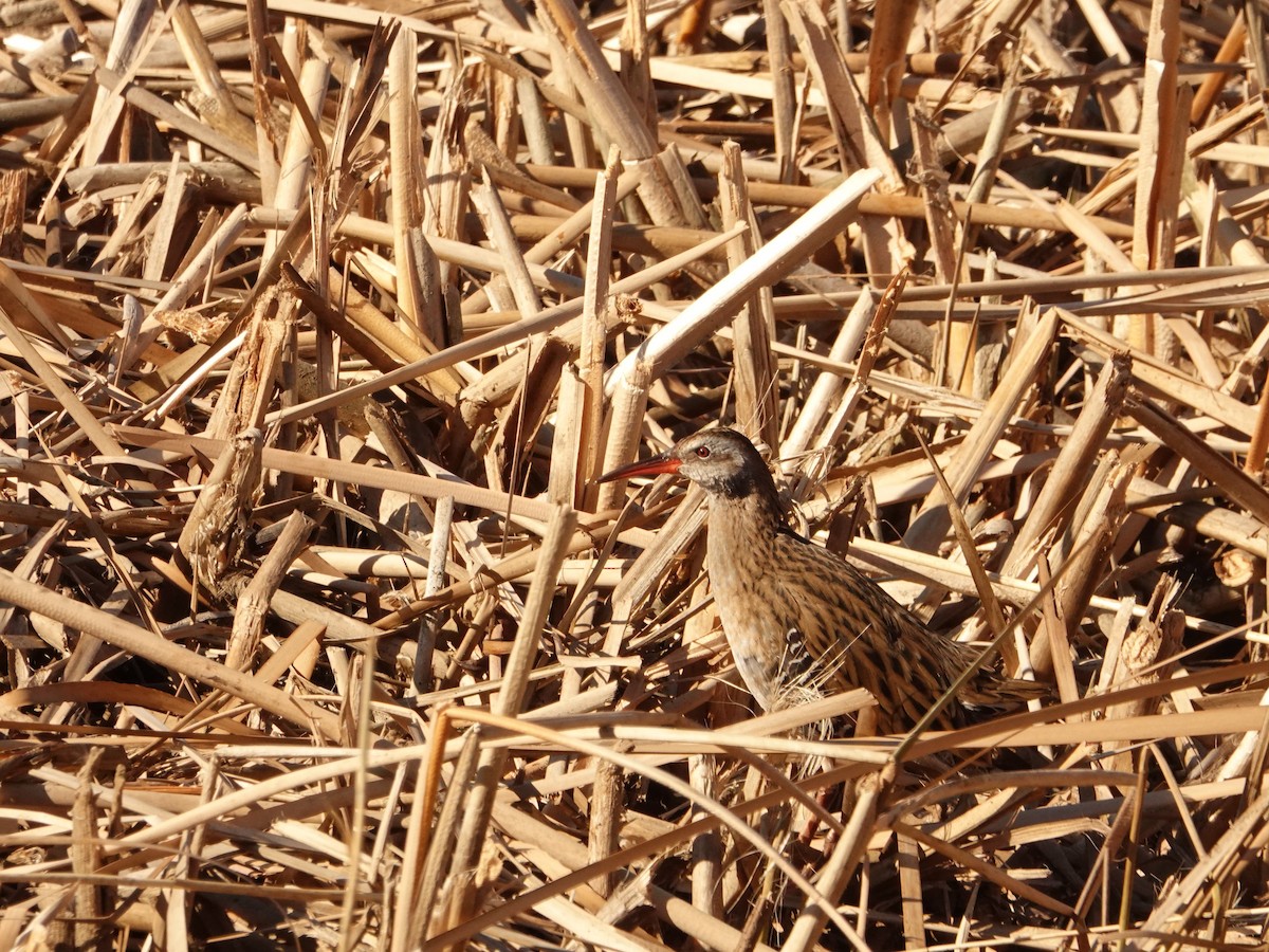 Brown-cheeked Rail - ML633590948