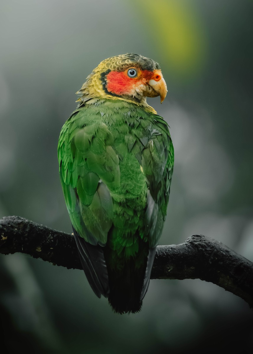 Rose-faced Parrot - ML633590999