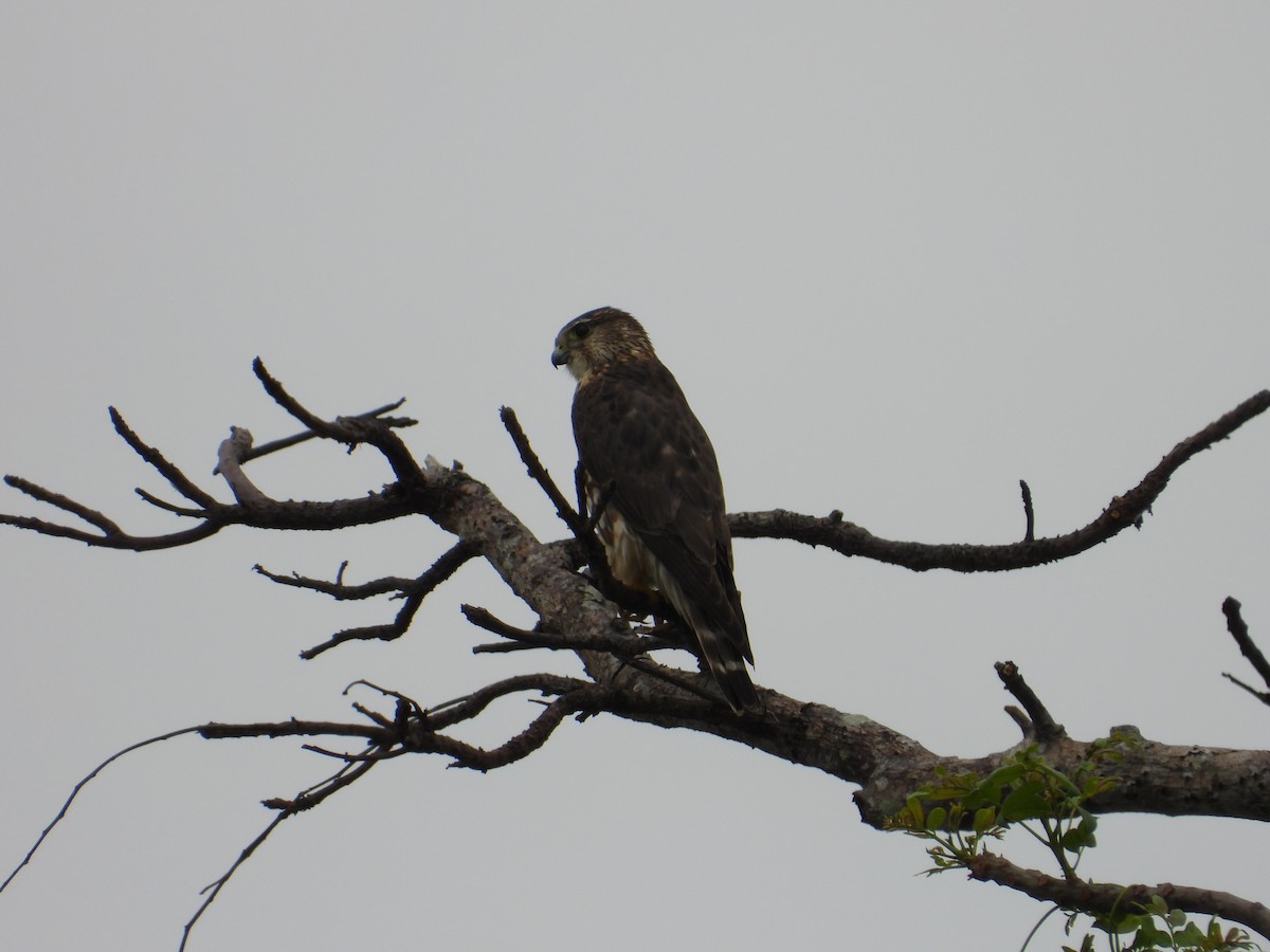 Merlin - ML633591002