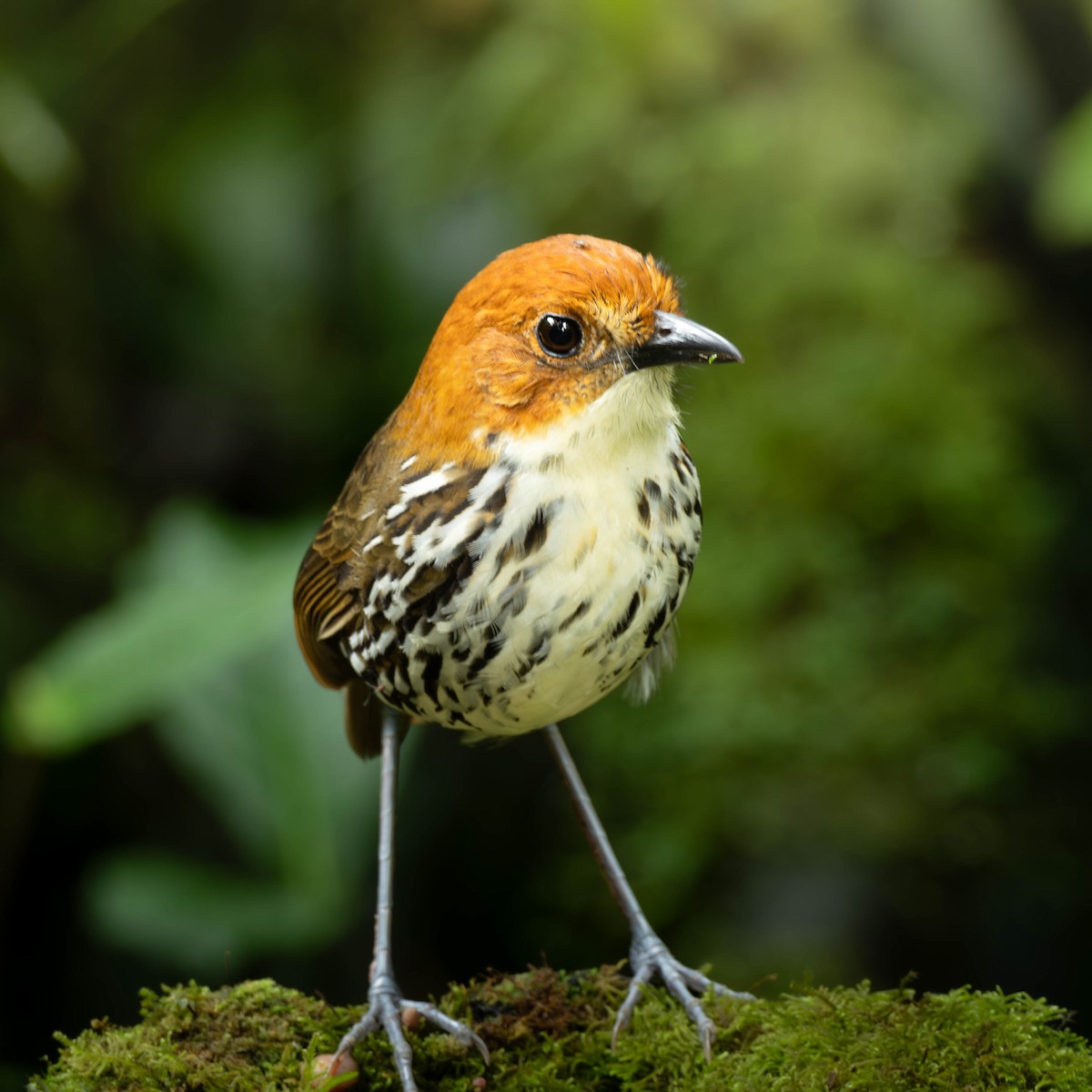 Chestnut-crowned Antpitta - ML633591100