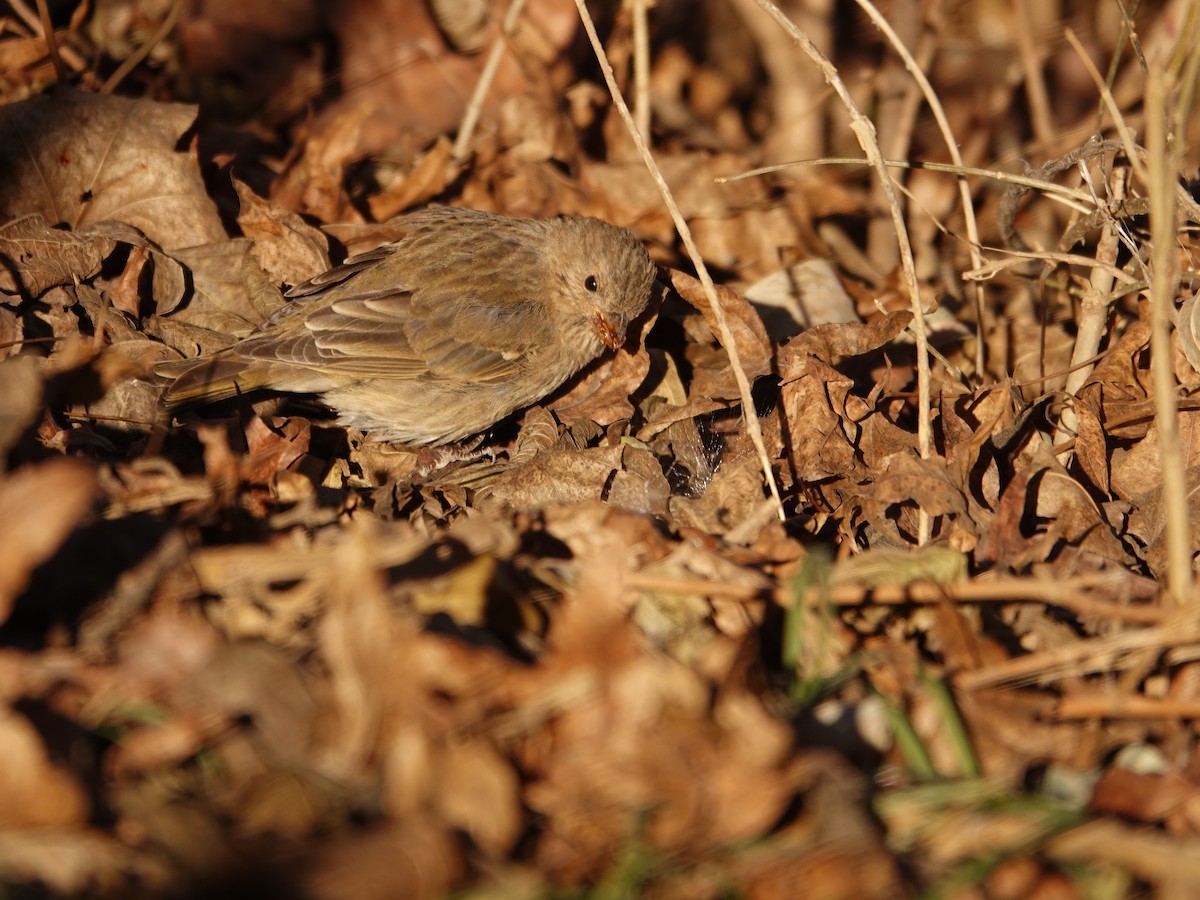 Common Rosefinch - ML633591118