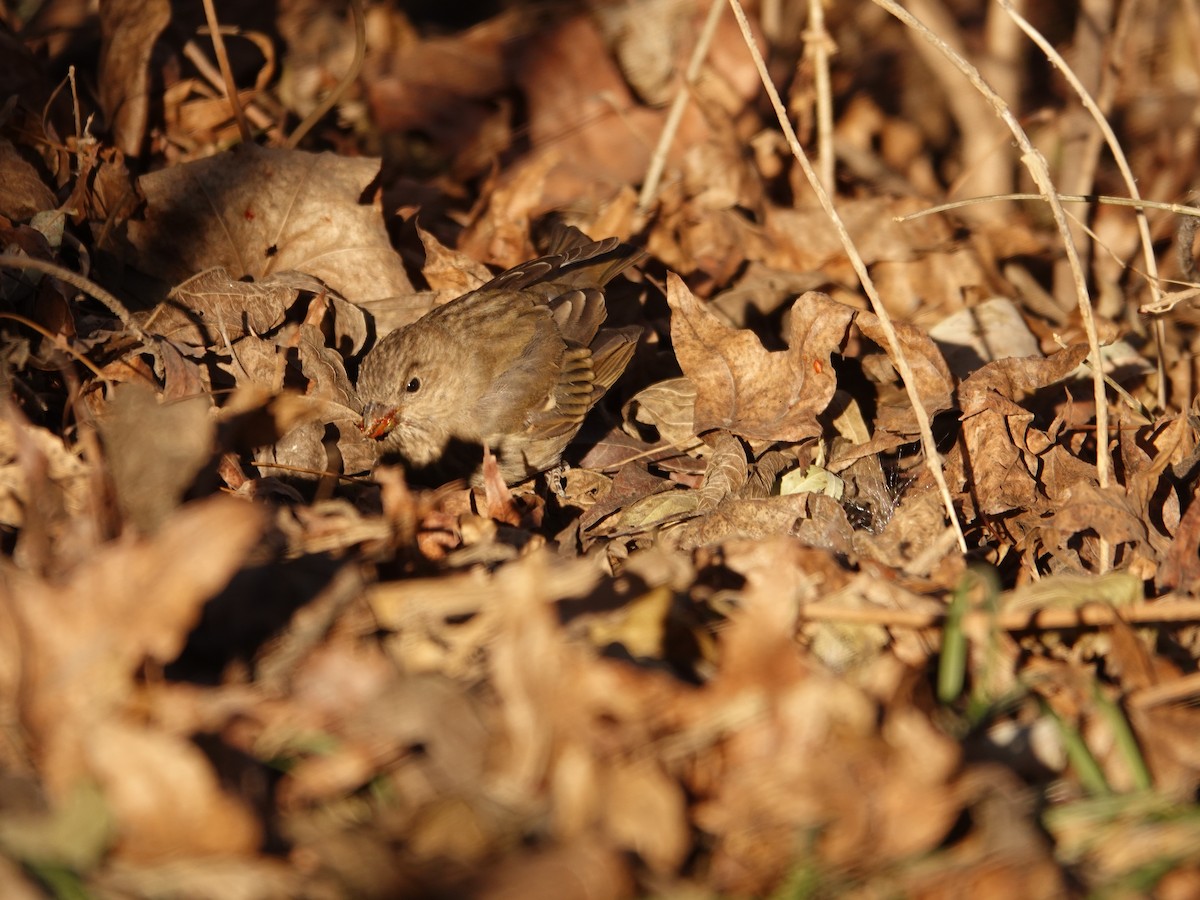 Common Rosefinch - ML633591132