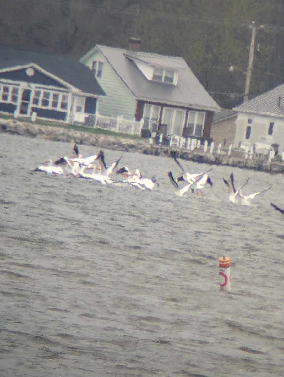 American White Pelican - ML633591144