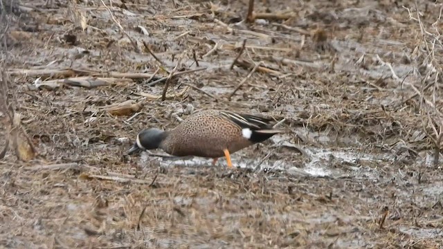Blue-winged Teal - ML633591193