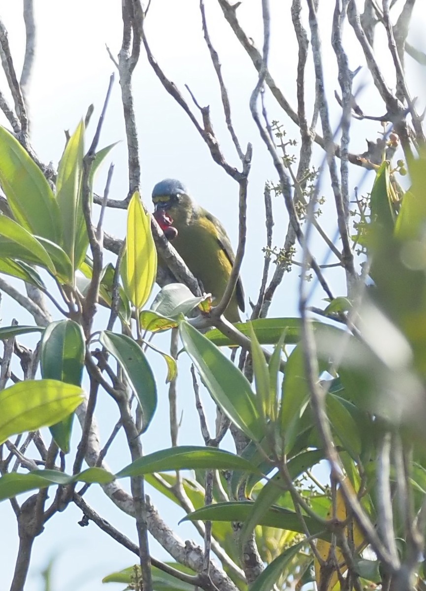 Puerto Rican Euphonia - ML633591281