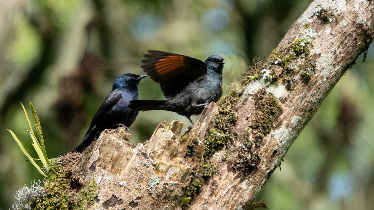 Stuhlmann's Starling - ML633591450