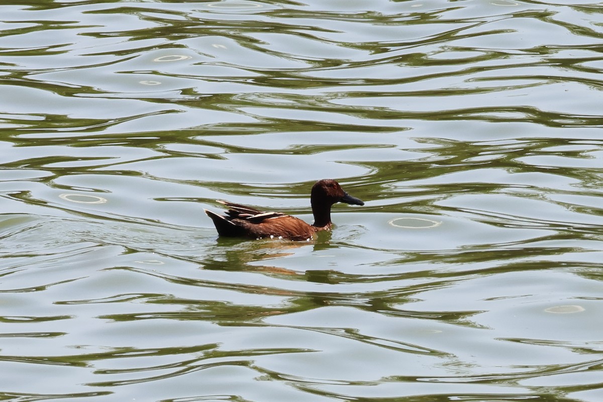 Cinnamon Teal - ML633591648