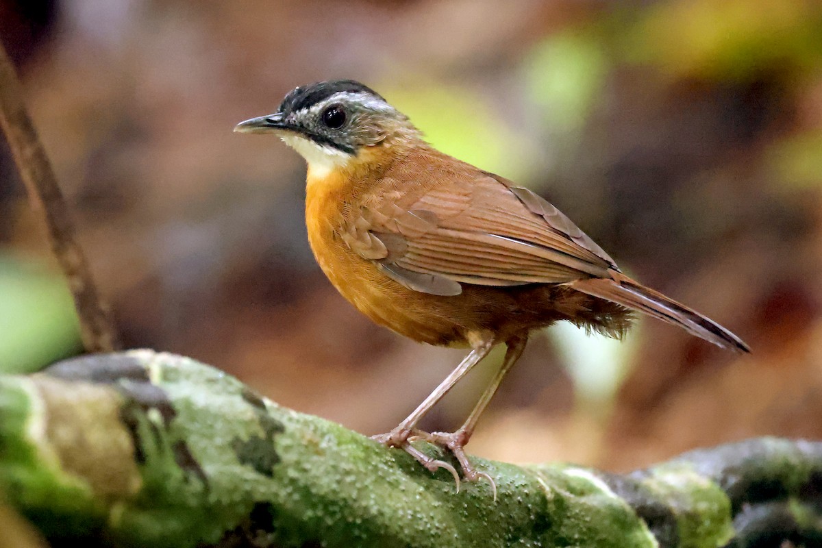 Malayan Black-capped Babbler - ML633591701