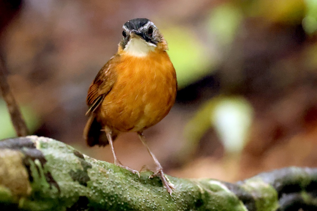 Malayan Black-capped Babbler - ML633591706