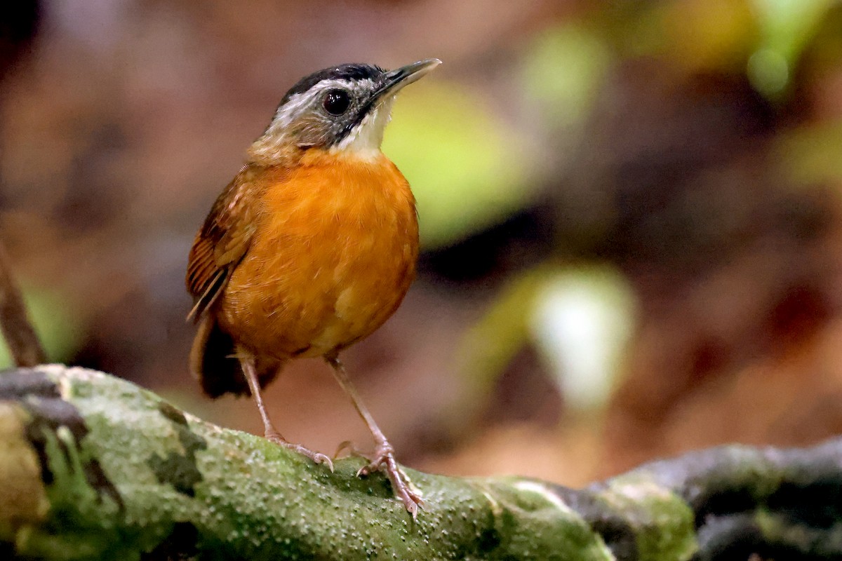 Malayan Black-capped Babbler - ML633591709