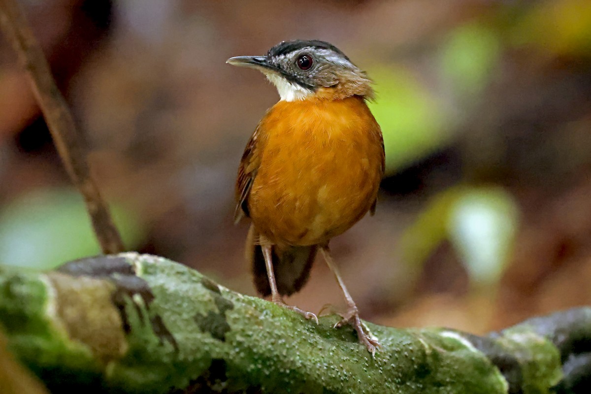 Malayan Black-capped Babbler - ML633591711