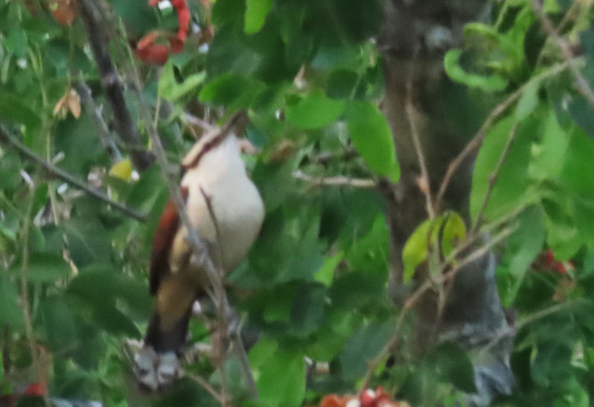 Giant Wren - ML633591797