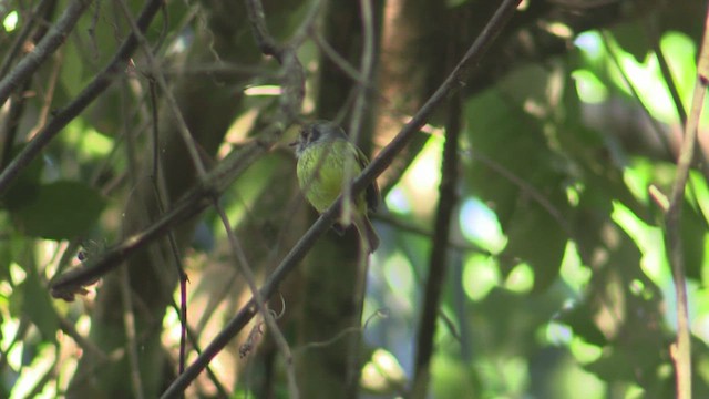 Eared Pygmy-Tyrant - ML633591852