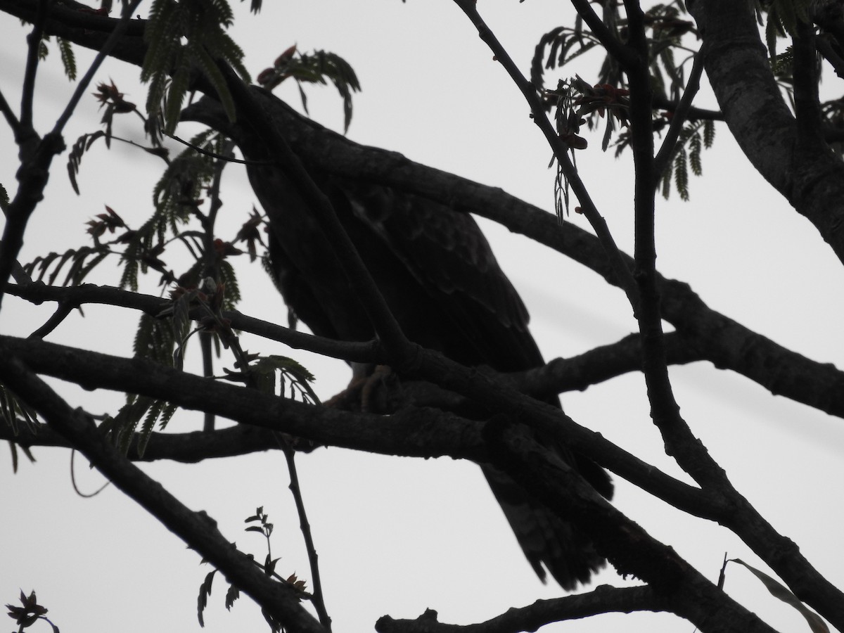 Oriental Honey-buzzard - ML633591945