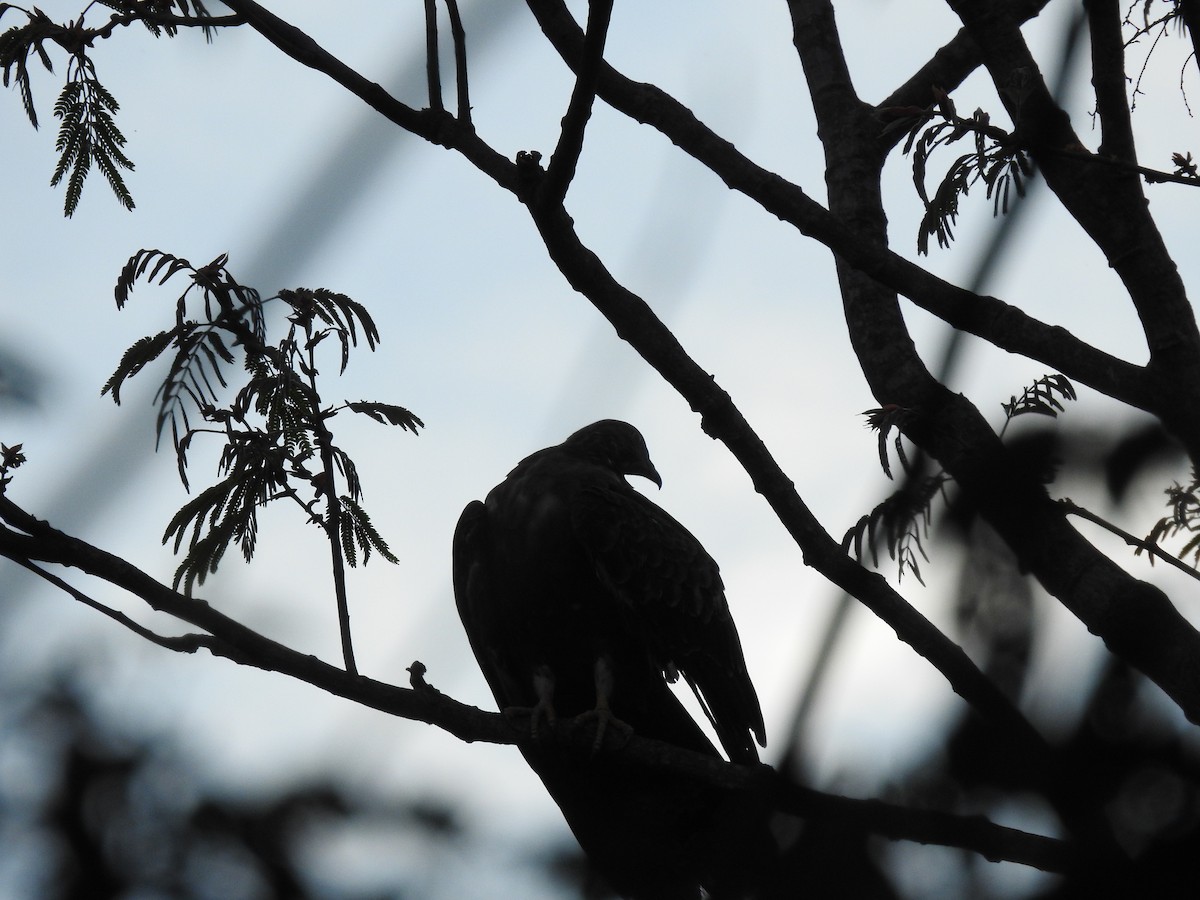 Oriental Honey-buzzard - ML633591946