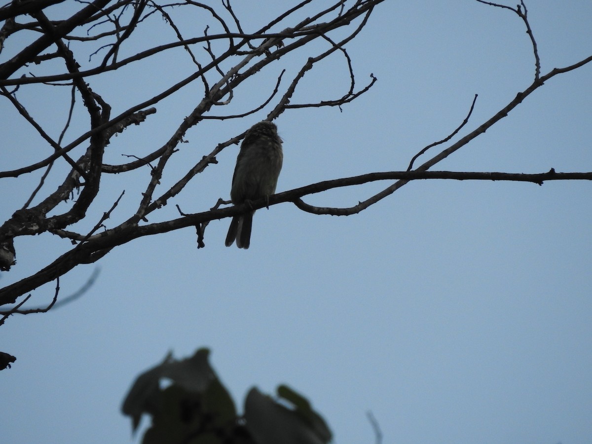 Brown-headed Barbet - ML633591951